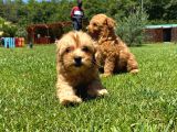 RUHSATLİ ÇİFLİKTEN MALTİPOO YAVRULARİ ISTANBUL