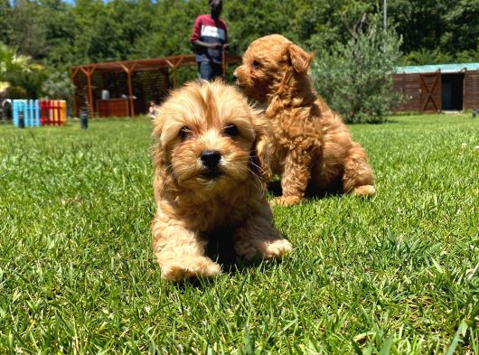 RUHSATLİ ÇİFLİKTEN MALTİPOO YAVRULARİ ISTANBUL