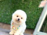 Sevimli Pomeranian Yavrular
