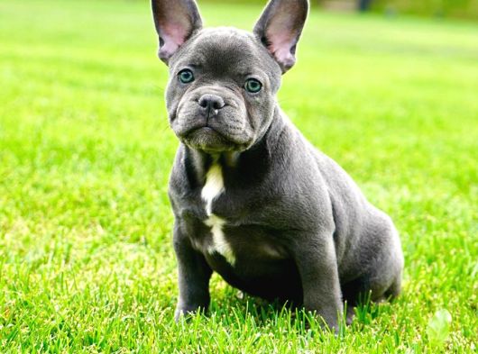 Türkiyenin En Özel Köpek Çiftliğinden French Bulldog Yavrula görsel