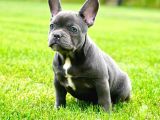 Türkiyenin En Özel Köpek Çiftliğinden French Bulldog Yavrula