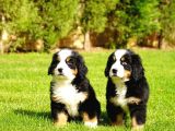 Bernese Mountain Dog Yavruları Istanbul