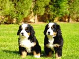 Bernese Mountain Dog Yavruları Istanbul