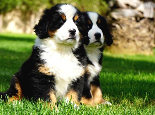 Bernese Mountain Dog Yavruları Istanbul görsel