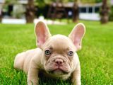 ÖZEL RENKLİ FRENCH BULLDOG YAVRULARI İSTANBUL