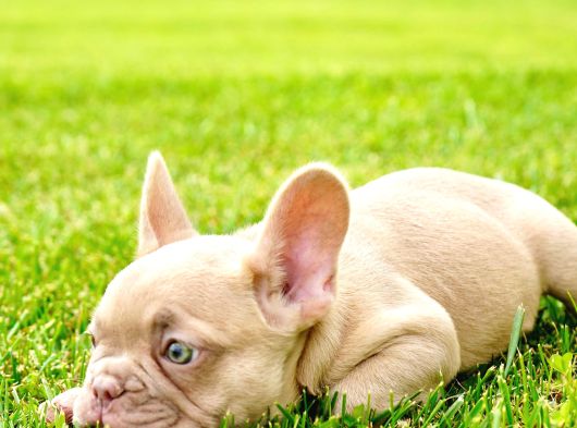 Özel Renkli̇ French Bulldog Yavrulari İstanbul görsel
