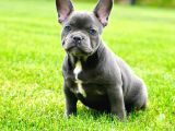 Türkiyenin En Özel Köpek Çiftliğinden French Bulldog Yavrula