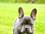 Türkiyenin En Özel Köpek Çiftliğinden French Bulldog Yavrula