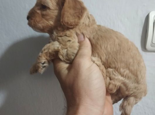 MÜKEMMEL MALTİPOO BEBEKLER