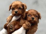 Kore maltipoo