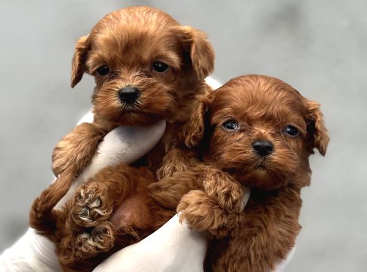 Kore Maltipoo