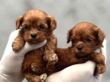 Kore Maltipoo