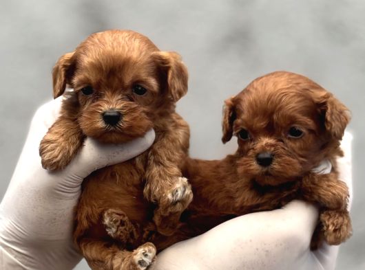 Kore Maltipoo görsel