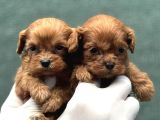 Kore Maltipoo
