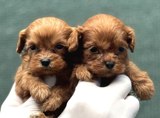 Kore Maltipoo görsel