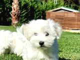 Maltese Terrier Yavrulari