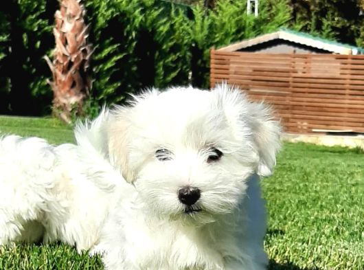 Maltese Terrier Yavrulari görsel
