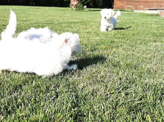 Maltese Terrier Yavrulari görsel