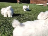Maltese Terrier Yavrulari