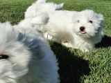 MALTESE TERRIER YAVRULARI