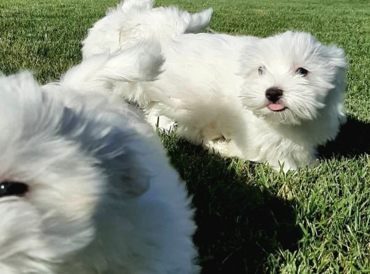 MALTESE TERRIER YAVRULARI