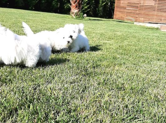 Maltese Terrier Yavrulari görsel