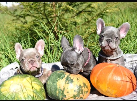 Blue French Bulldog Bebekler