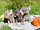 Blue French Bulldog Bebekler