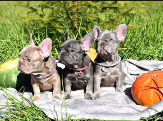 Blue French Bulldog Bebekler görsel