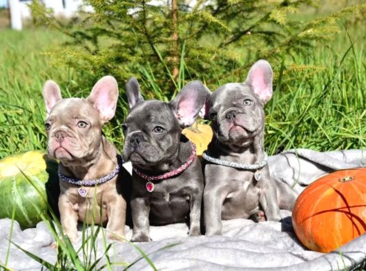 Blue French Bulldog Bebekler görsel