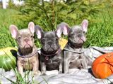 Blue French Bulldog Bebekler