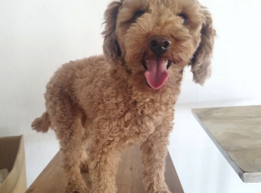 Yetişkin Poodlelar görsel