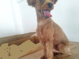 Yetişkin Poodlelar