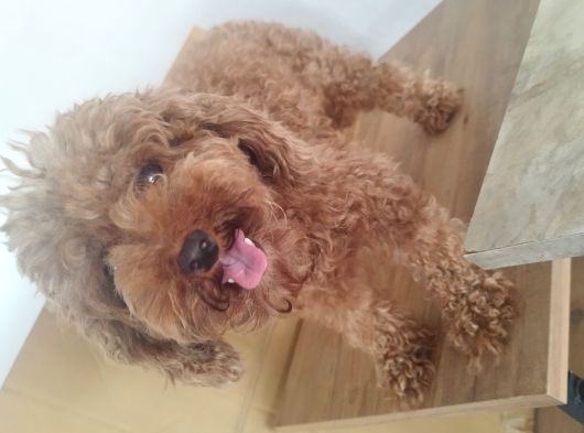 Yetişkin Poodlelar