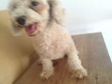 Yetişkin Poodlelar