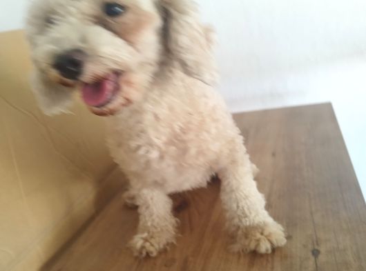 Yetişkin Poodlelar görsel