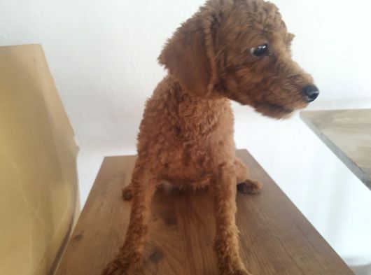 Yetişkin Poodlelar görsel