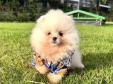 Ayicik Pomerani̇an Boo