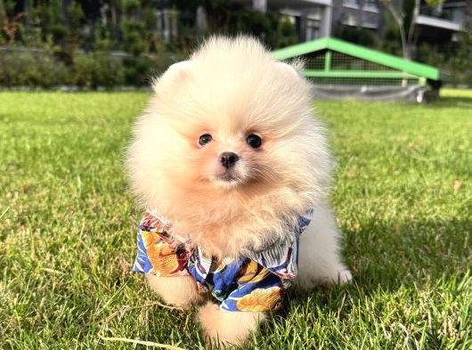 Ayicik Pomerani̇an Boo görsel