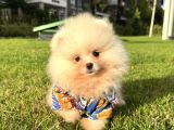 AYICIK POMERANİAN BOO