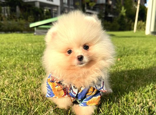 Ayicik Pomerani̇an Boo