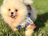 Ayicik Pomerani̇an Boo