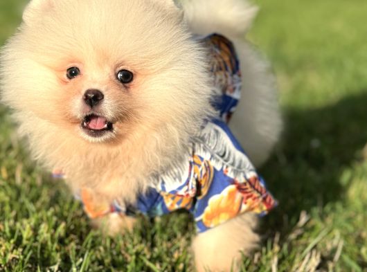 Ayicik Pomerani̇an Boo görsel