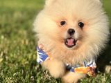 Ayicik Pomerani̇an Boo