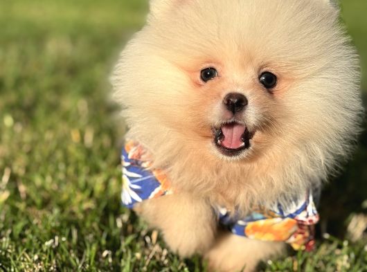 Ayicik Pomerani̇an Boo görsel