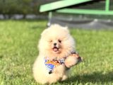 Ayicik Pomerani̇an Boo
