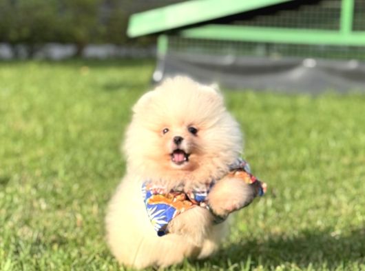 Ayicik Pomerani̇an Boo görsel
