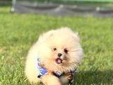 Ayicik Pomerani̇an Boo