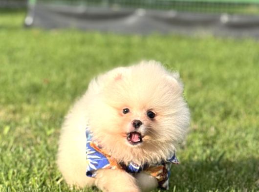 Ayicik Pomerani̇an Boo görsel