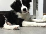 3 AYLIK SAFKAN BORDER COLLIE
